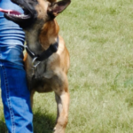 dog training consultation