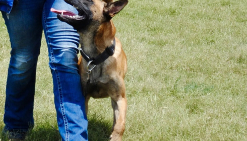 dog training consultation